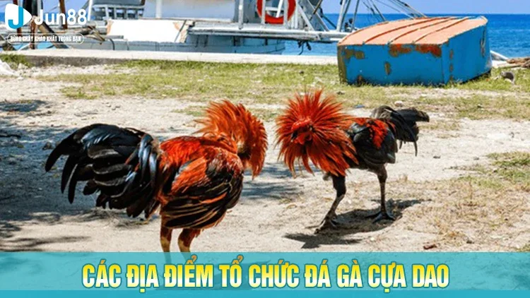 Các địa điểm tổ chức chọi gà cựa dao