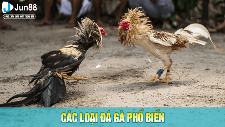 Các loại đá gà Mỹ phổ biến