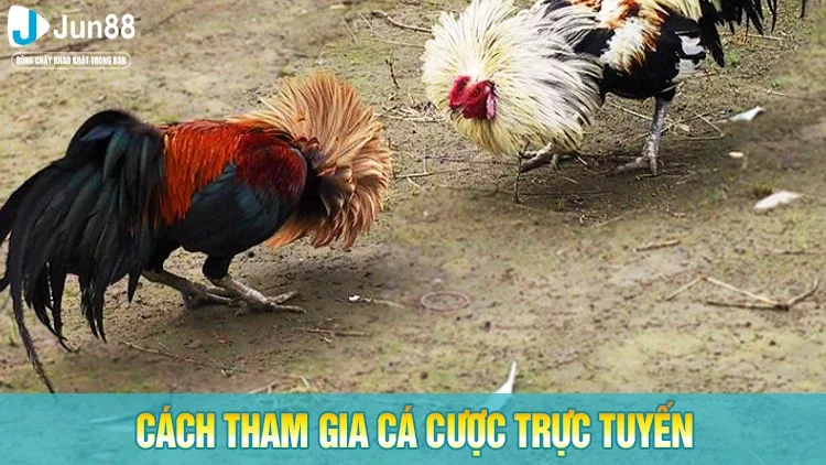Cách tham gia chọi gà trực tuyến
