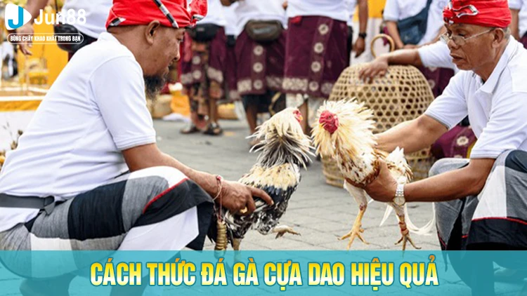 Cách thức đá gà cựa dao hiệu quả
