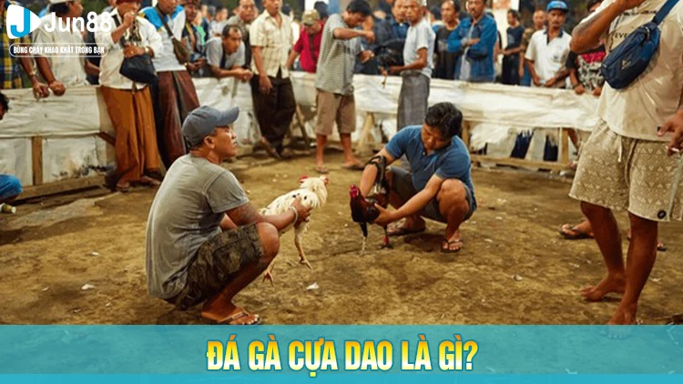 Đá gà cựa dao là gì?