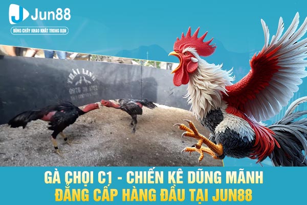 Gà Chọi C1 - Chiến Kê Dũng Mãnh Đẳng Cấp Hàng Đầu Tại JUN88