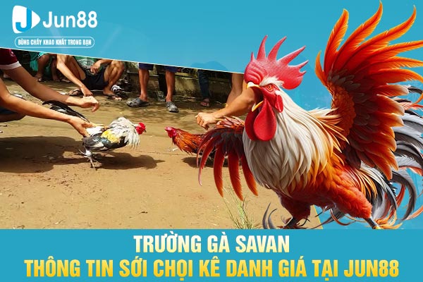 Trường Gà Savan - Thông Tin Sới Chọi Kê Danh Giá Tại JUN88
